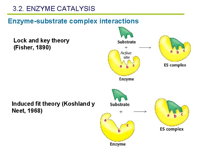 3. 2. ENZYME CATALYSIS Enzyme-substrate complex interactions Lock and key theory (Fisher, 1890) Induced