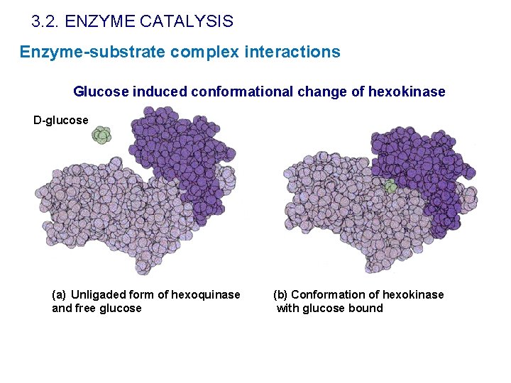 3. 2. ENZYME CATALYSIS Enzyme-substrate complex interactions Glucose induced conformational change of hexokinase D-glucose