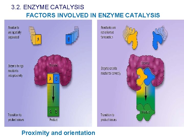 3. 2. ENZYME CATALYSIS FACTORS INVOLVED IN ENZYME CATALYSIS Proximity and orientation 