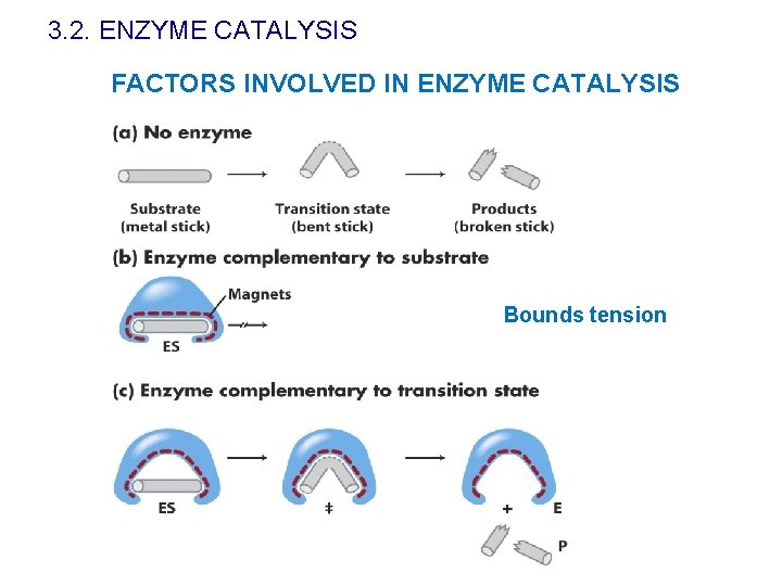 3. 2. ENZYME CATALYSIS FACTORS INVOLVED IN ENZYME CATALYSIS Bounds tension 