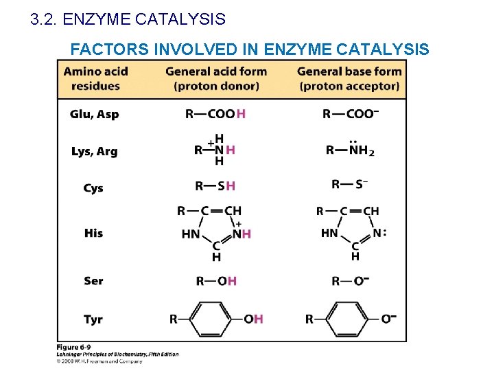 3. 2. ENZYME CATALYSIS FACTORS INVOLVED IN ENZYME CATALYSIS 