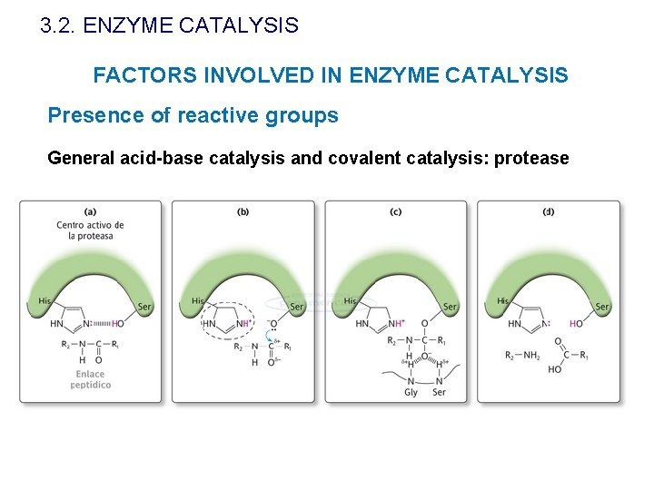 3. 2. ENZYME CATALYSIS FACTORS INVOLVED IN ENZYME CATALYSIS Presence of reactive groups General