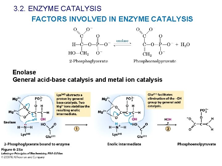 3. 2. ENZYME CATALYSIS FACTORS INVOLVED IN ENZYME CATALYSIS Enolase General acid-base catalysis and