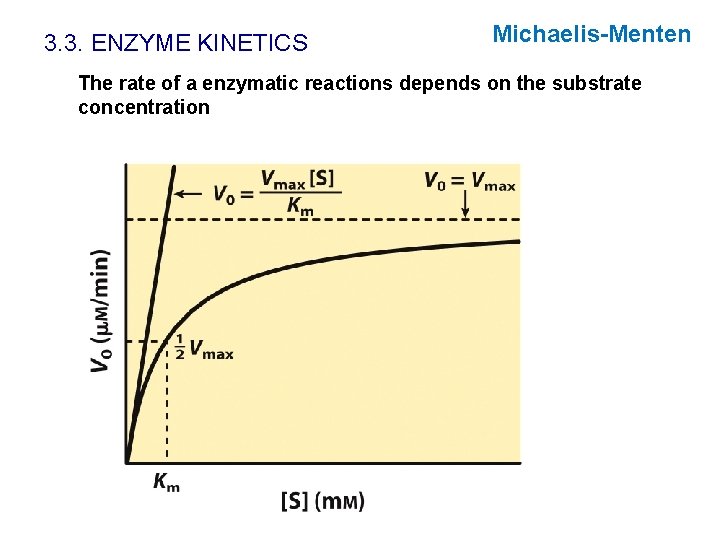 3. 3. ENZYME KINETICS Michaelis-Menten The rate of a enzymatic reactions depends on the