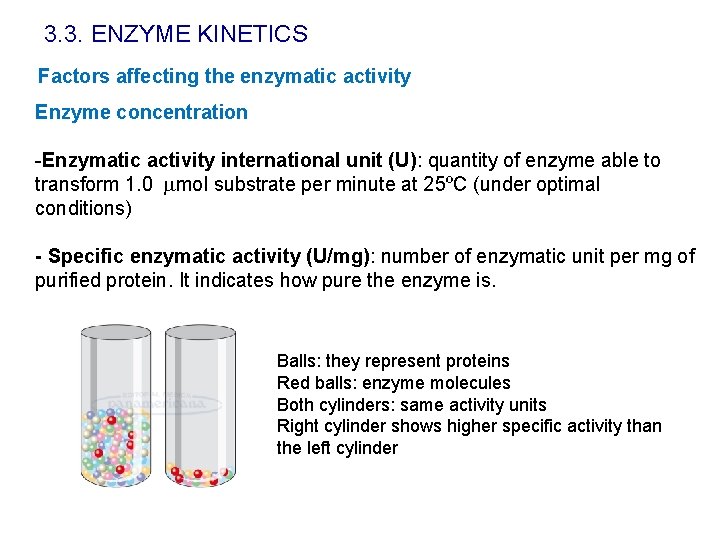 3. 3. ENZYME KINETICS Factors affecting the enzymatic activity Enzyme concentration -Enzymatic activity international