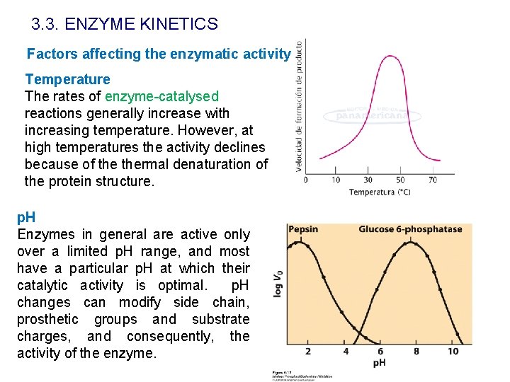 3. 3. ENZYME KINETICS Factors affecting the enzymatic activity Temperature The rates of enzyme-catalysed