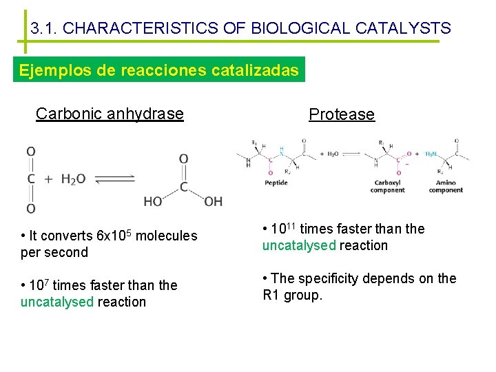3. 1. CHARACTERISTICS OF BIOLOGICAL CATALYSTS Ejemplos de reacciones catalizadas Carbonic anhydrase • It