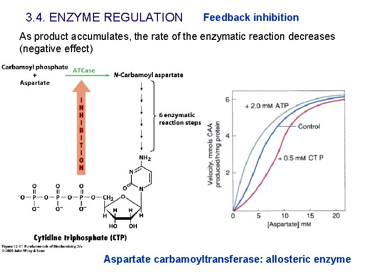3. 4. ENZYME REGULATION Feedback inhibition As product accumulates, the rate of the enzymatic