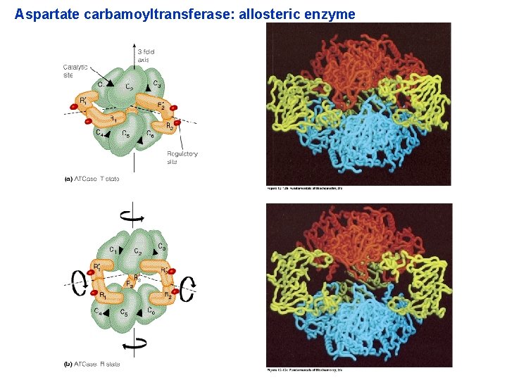 Aspartate carbamoyltransferase: allosteric enzyme 