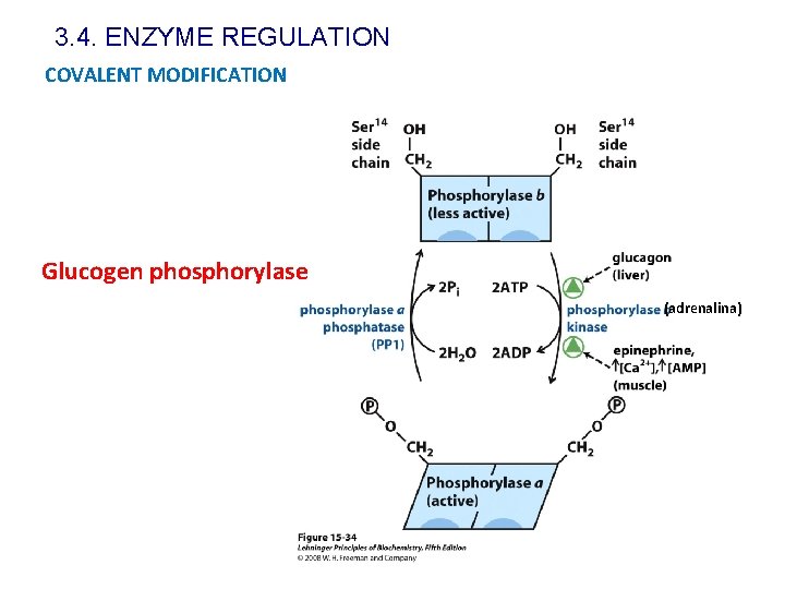 3. 4. ENZYME REGULATION COVALENT MODIFICATION Glucogen phosphorylase (adrenalina) 