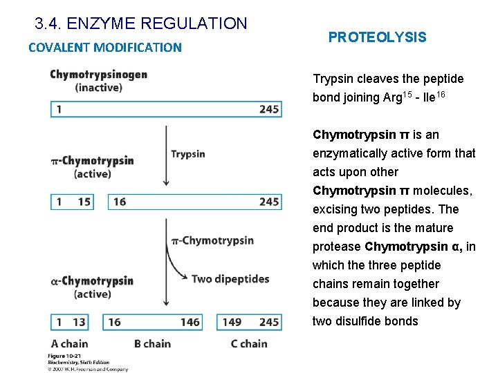 3. 4. ENZYME REGULATION COVALENT MODIFICATION PROTEOLYSIS Trypsin cleaves the peptide bond joining Arg