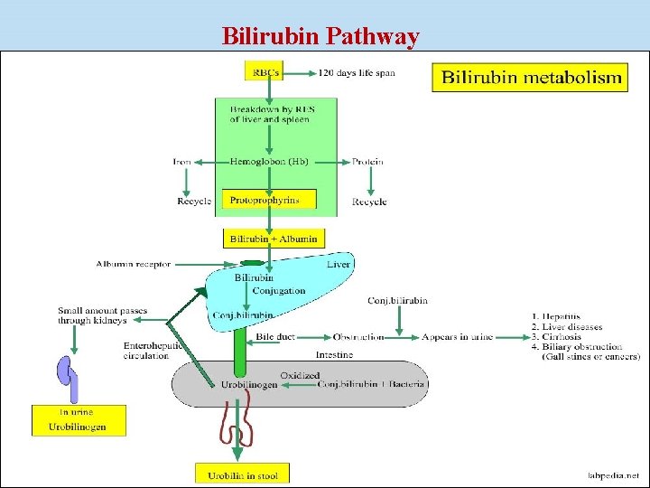 Bilirubin Pathway 3 