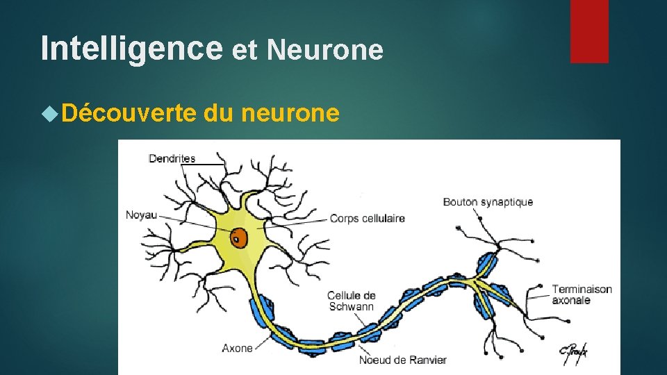 Intelligence et Neurone Découverte du neurone 