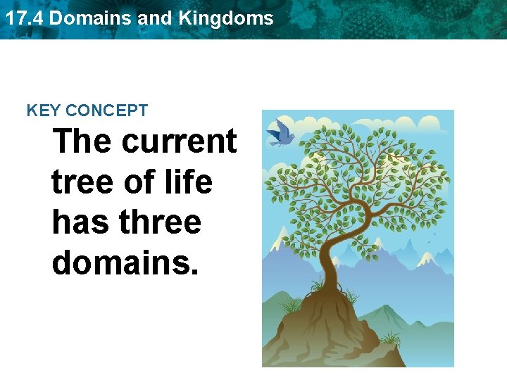 17. 4 Domains and Kingdoms KEY CONCEPT The current tree of life has three