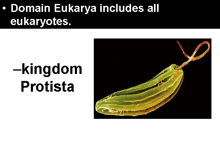 17. 4 Domains. Eukarya and Kingdoms • Domain includes eukaryotes. –kingdom Protista all 