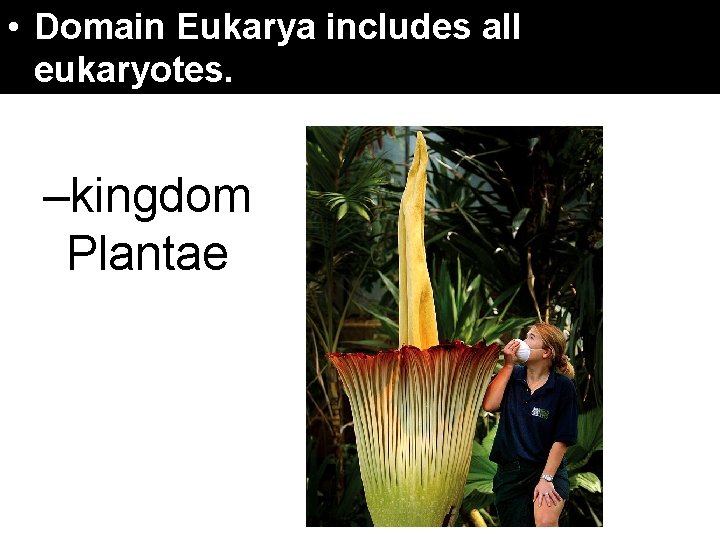 17. 4 Domains. Eukarya and Kingdoms • Domain includes eukaryotes. –kingdom Plantae all 