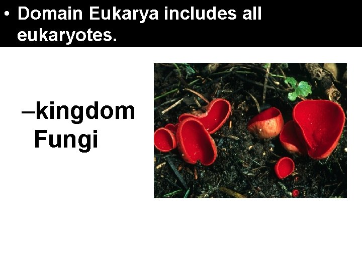 17. 4 Domains. Eukarya and Kingdoms • Domain includes eukaryotes. –kingdom Fungi all 