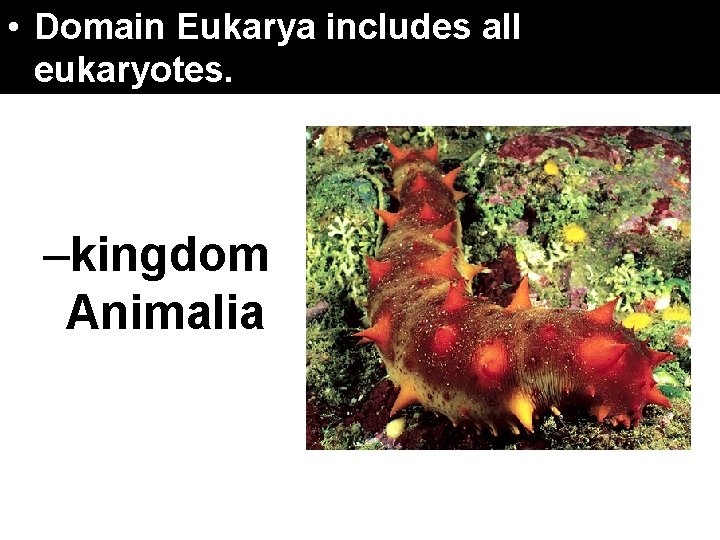 17. 4 Domains. Eukarya and Kingdoms • Domain includes eukaryotes. –kingdom Animalia all 