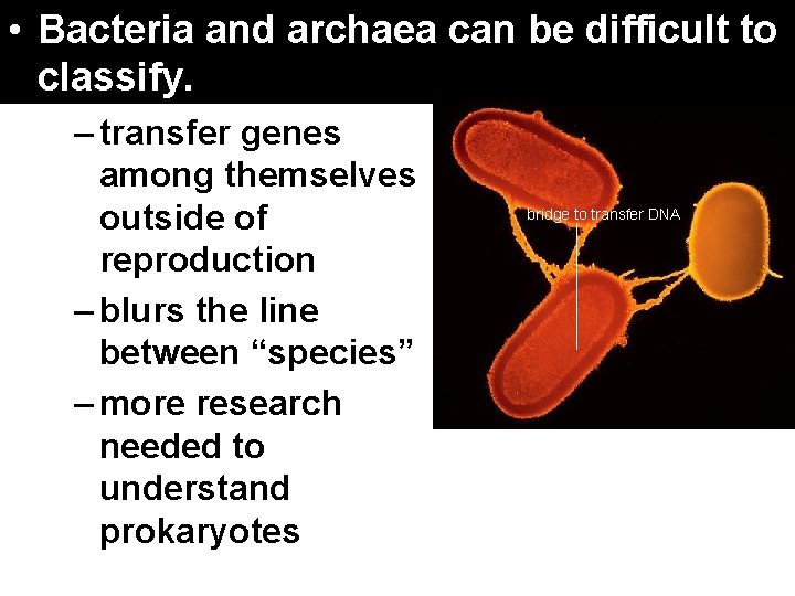 17. 4 Domainsand Kingdoms • Bacteria archaea can be difficult to classify. – transfer