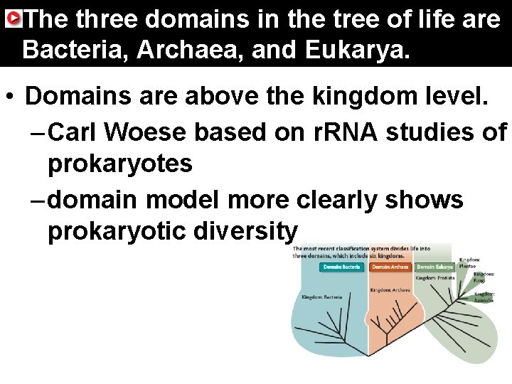 17. 4 Domains Kingdoms The threeand domains in the tree of life are Bacteria,