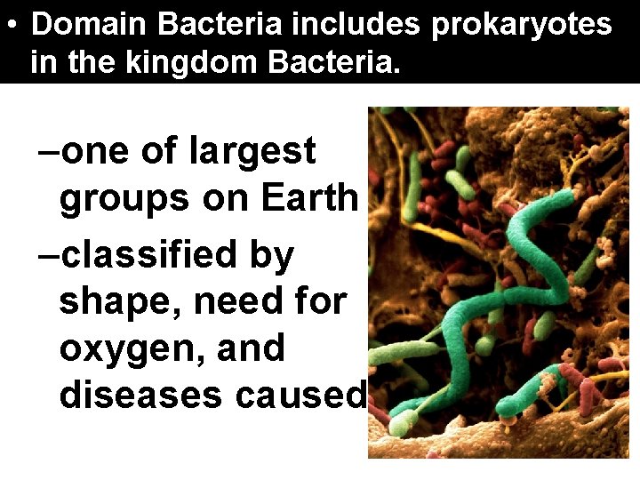 17. 4 Domains. Bacteria and Kingdoms • Domain includes in the kingdom Bacteria. –one