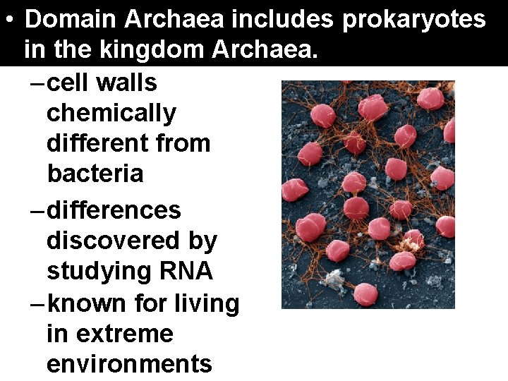 17. 4 Domains. Archaea and Kingdoms • Domain includes in the kingdom Archaea. –