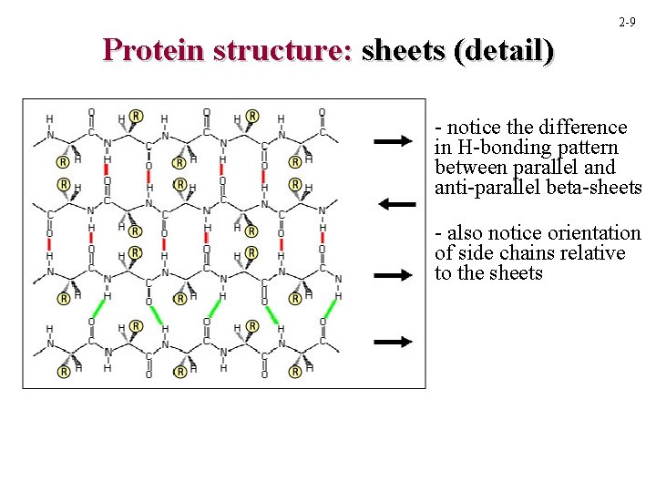 2 -9 Protein structure: sheets (detail) - notice the difference in H-bonding pattern between