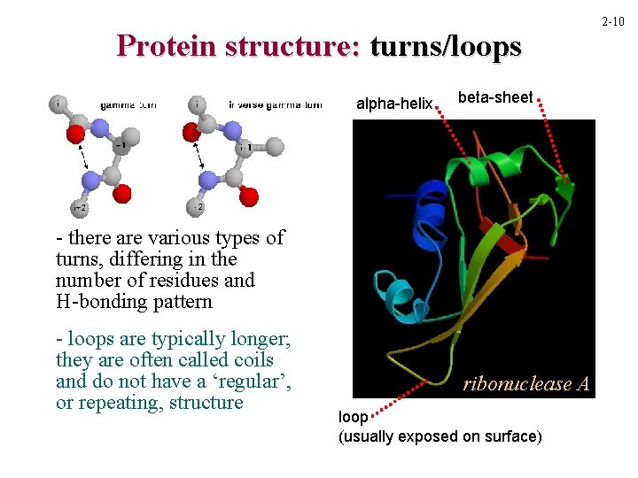 Protein structure: turns/loops alpha-helix beta-sheet - there are various types of turns, differing in