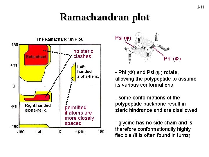 2 -11 Ramachandran plot Psi (ψ) no steric clashes Phi (Φ) - Phi (Φ)