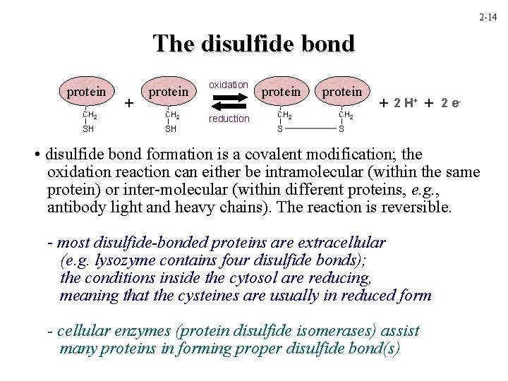 2 -14 The disulfide bond protein + protein oxidation protein + 2 H+ +