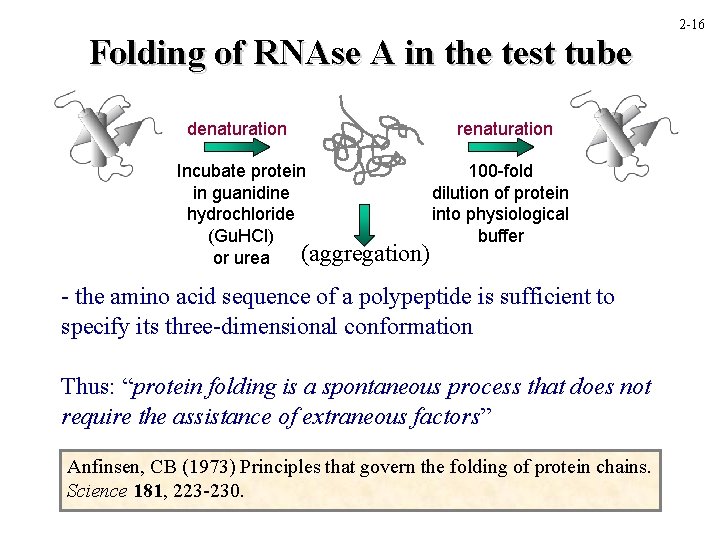 Folding of RNAse A in the test tube denaturation renaturation Incubate protein 100 -fold