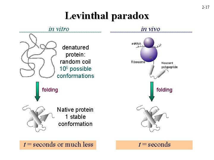 2 -17 Levinthal paradox in vitro in vivo denatured protein: random coil 106 possible