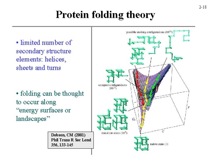 Protein folding theory • limited number of secondary structure elements: helices, sheets and turns