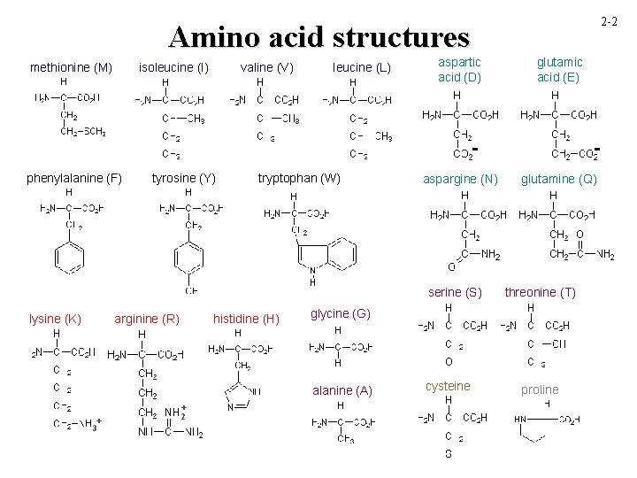 2 -2 Amino acid structures methionine (M) isoleucine (I) phenylalanine (F) valine (V) tyrosine