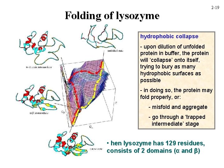 Folding of lysozyme 2 -19 hydrophobic collapse - upon dilution of unfolded protein in