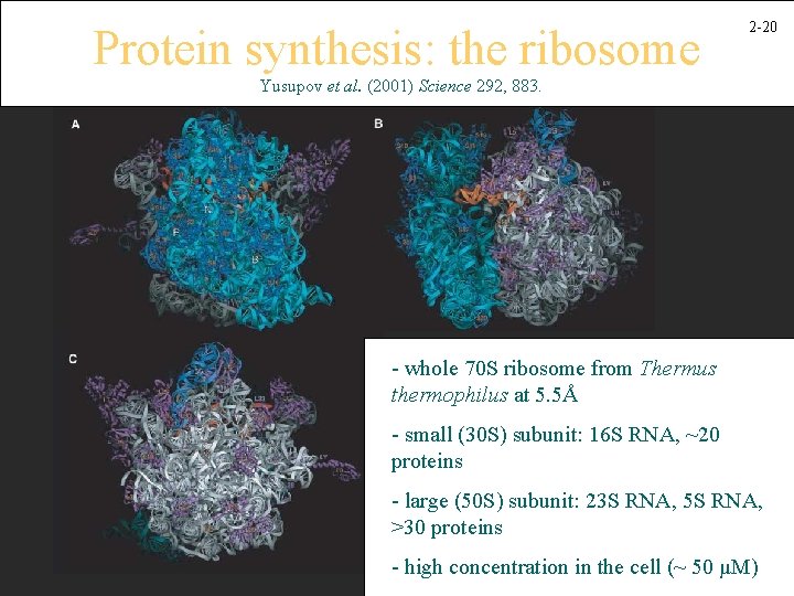 Protein synthesis: the ribosome 2 -20 Yusupov et al. (2001) Science 292, 883. -