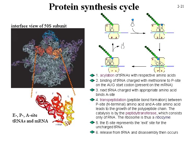 Protein synthesis cycle 2 -21 interface view of 50 S subunit E-, P-, A-site