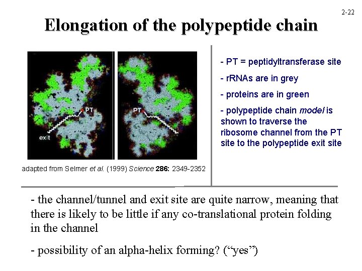 Elongation of the polypeptide chain 2 -22 - PT = peptidyltransferase site - r.