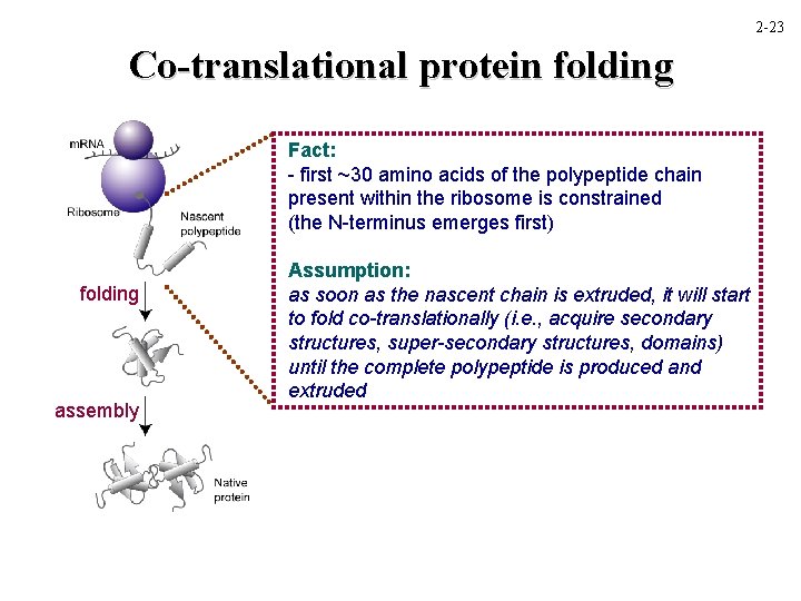 2 -23 Co-translational protein folding Fact: - first ~30 amino acids of the polypeptide