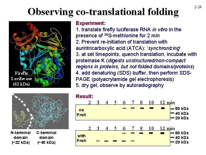 Observing co-translational folding Experiment: 1. translate firefly luciferase RNA in vitro in the presence