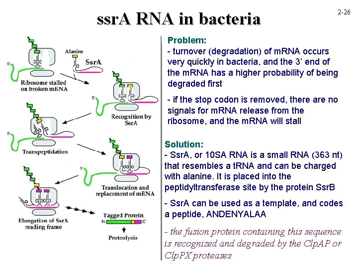 ssr. A RNA in bacteria 2 -26 Problem: - turnover (degradation) of m. RNA