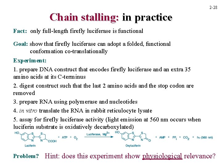 2 -28 Chain stalling: in practice Fact: only full-length firefly luciferase is functional Goal: