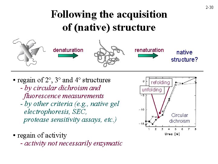 2 -30 Following the acquisition of (native) structure denaturation • regain of 2º, 3º