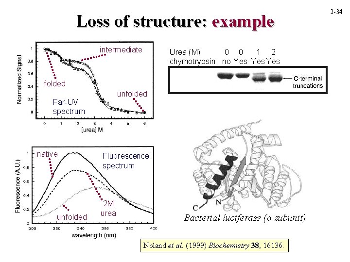 Loss of structure: example intermediate Urea (M) 0 0 1 2 chymotrypsin no Yes