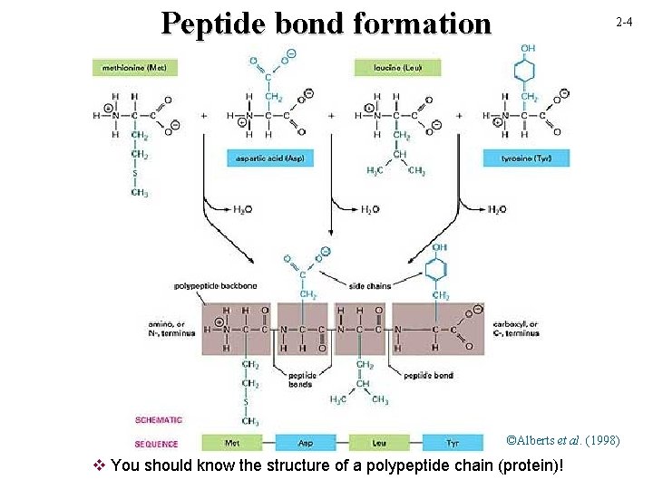 Peptide bond formation 2 -4 ©Alberts et al. (1998) v You should know the