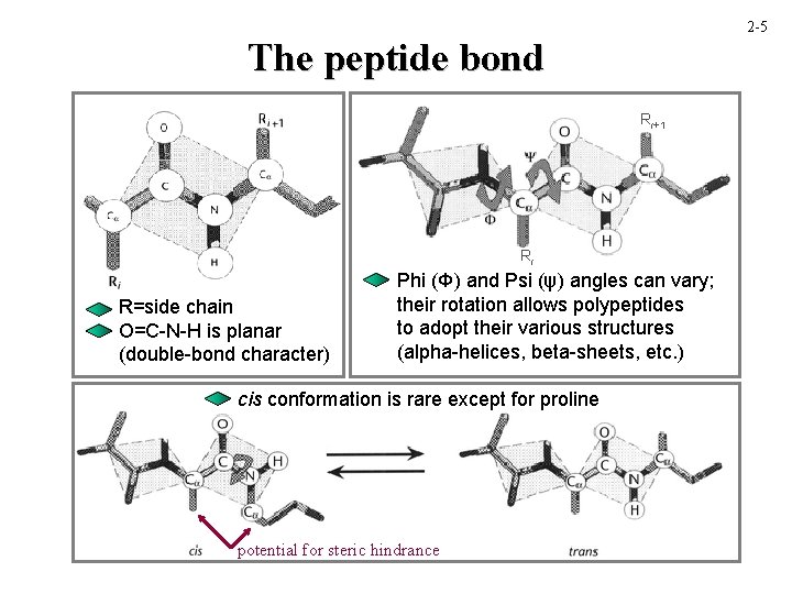 2 -5 The peptide bond Ri+1 Ri R=side chain O=C-N-H is planar (double-bond character)