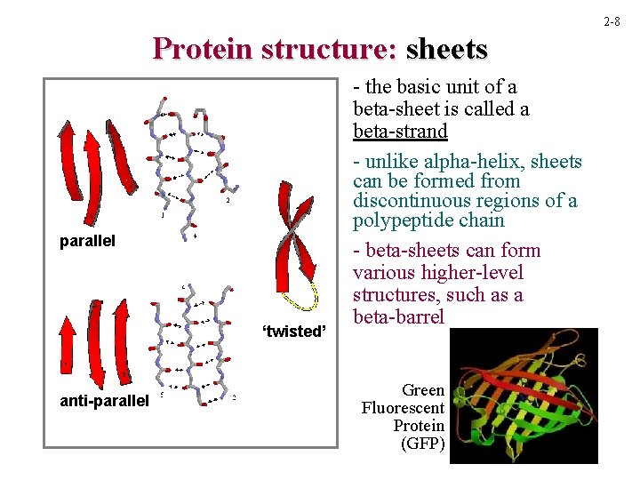 2 -8 Protein structure: sheets parallel ‘twisted’ anti-parallel - the basic unit of a