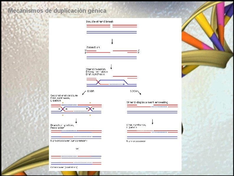 Mecanismos de duplicación génica 