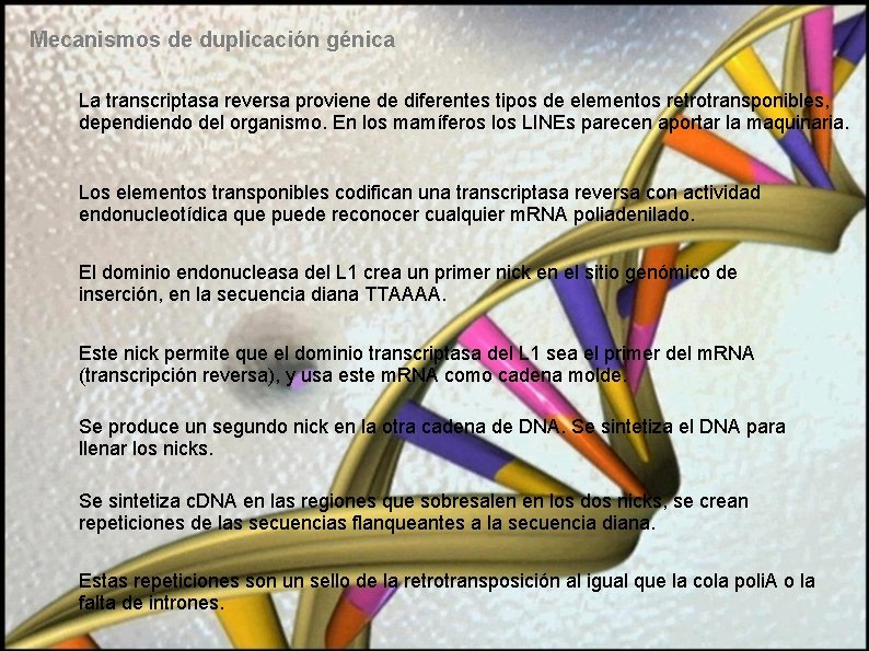 Mecanismos de duplicación génica La transcriptasa reversa proviene de diferentes tipos de elementos retrotransponibles,