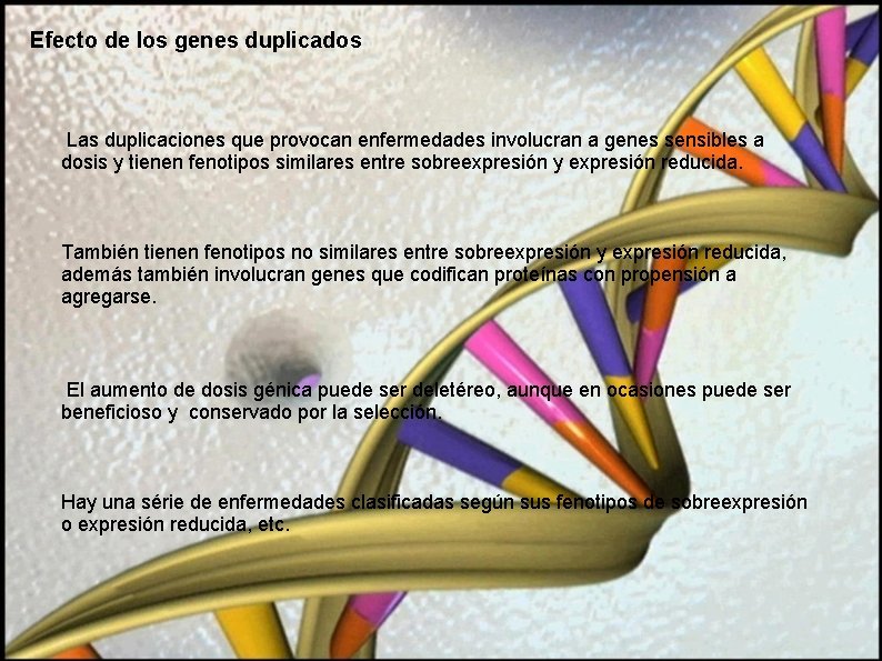 Efecto de los genes duplicados Las duplicaciones que provocan enfermedades involucran a genes sensibles